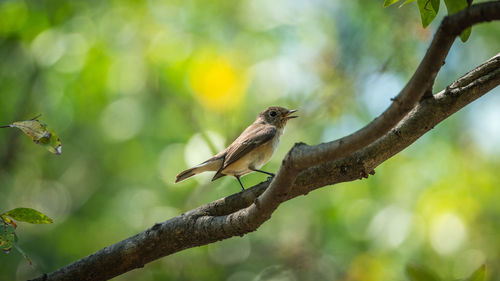 Bird perching on a tree