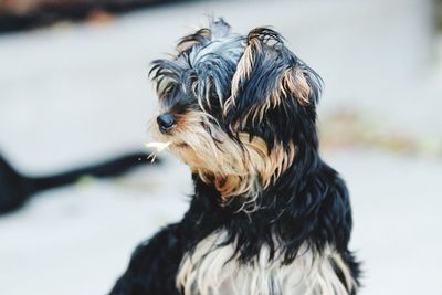 Close-up of dog