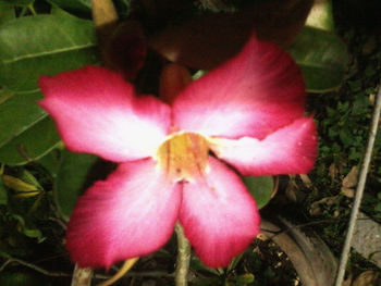 Close-up of pink flowers