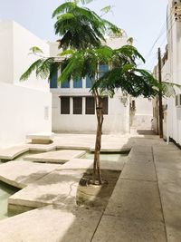 Palm trees by building against sky