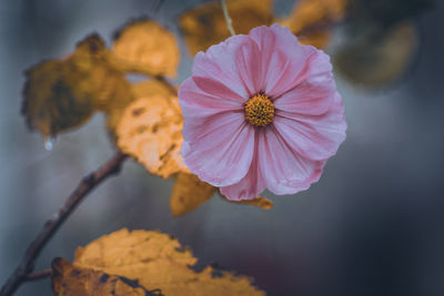 Close-up of pink flower
