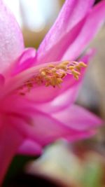 Close-up of pink orchid