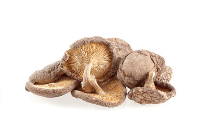 Close-up of mushrooms against white background