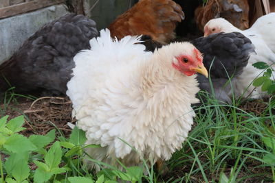 View of a bird on land