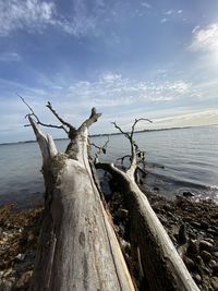 Driftwood on beach by sea against sky