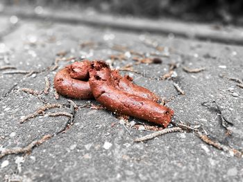 Close-up of crab on ground