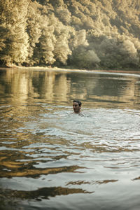 Portrait of duck swimming in lake