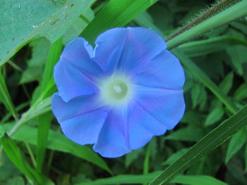 Close-up of purple flower blooming outdoors