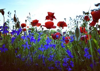 Flowers blooming on field against clear sky