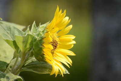 Close-up of yellow sunflower