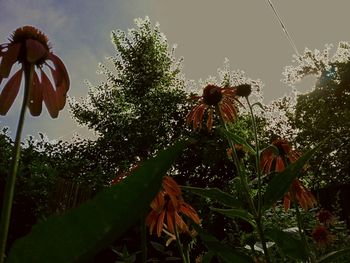 Low angle view of plants against sky