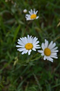 Close-up of white daisy flowers on field