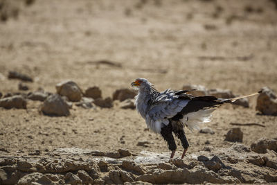 Bird perching on rock