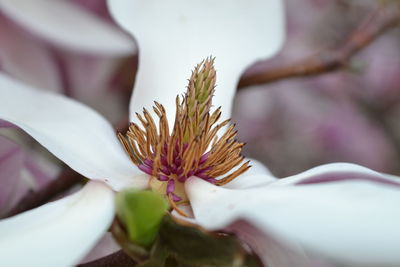 Close-up of white flowering plant