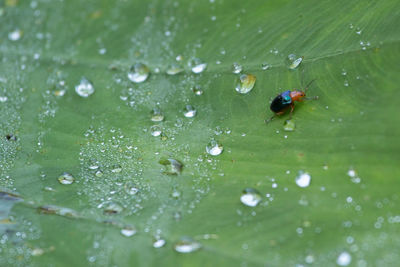 Close-up of insect on wet leaf