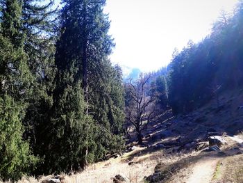 Trees in forest against sky