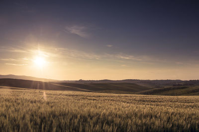 Scenic view of agricultural field against sky during sunset