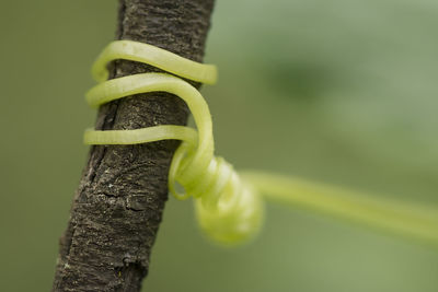 Close-up of lizard on tree trunk