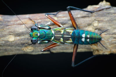Close-up of insect on wood