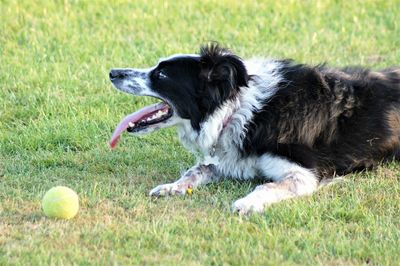 Dog lying down on grass