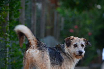 Portrait of dog standing outdoors