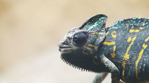 Close-up of chameleon outdoors
