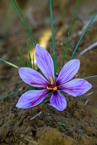 High angle view of purple crocus flower