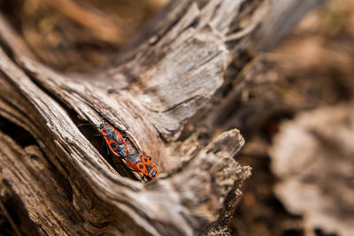 Close-up of insect on tree trunk