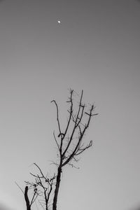 Low angle view of bare trees