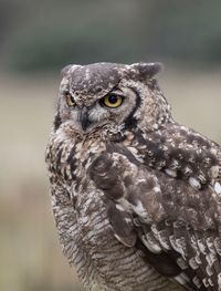 Close-up portrait of owl perching outdoors