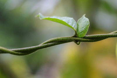 Close-up of green leaf