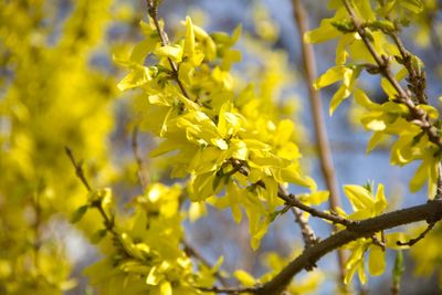 Close-up of yellow flowering forsythia 