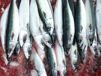 High angle view of fish for sale in market