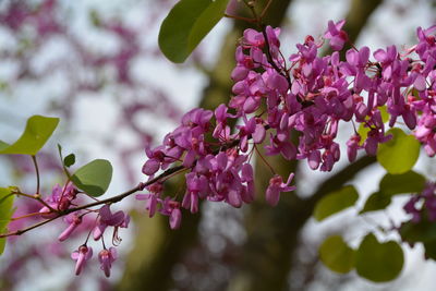 Close-up of pink cherry blossoms in spring