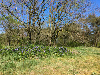 Scenic view of flowering trees on field