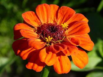 Close-up of orange flower