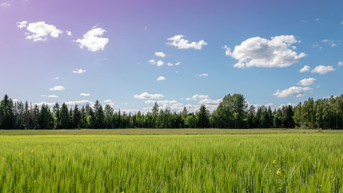 Scenic view of agricultural field against sky