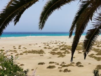 Palm trees on beach against sky