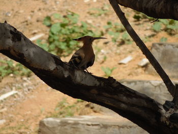 Close-up of bird perching on a tree