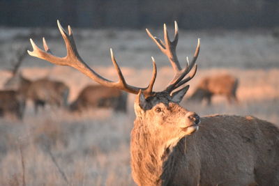 Deer in a field