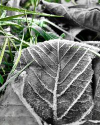 Close-up of plant on field
