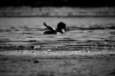 Bird perching on lake