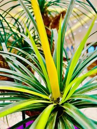 palm tree