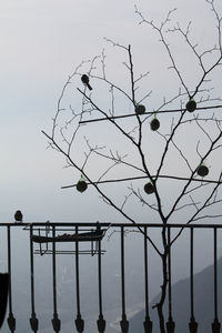 Silhouette birds perching on tree against sky