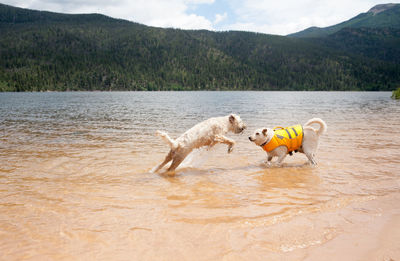 Dog playing in lake