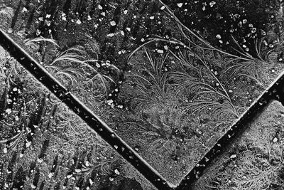 High angle view of wet tree on field