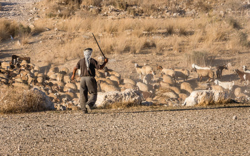 Shepherd with sheep on field