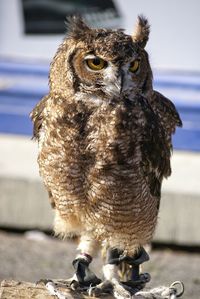 Close-up of great horned owl on sunny day