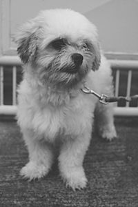 Close-up of a dog looking away