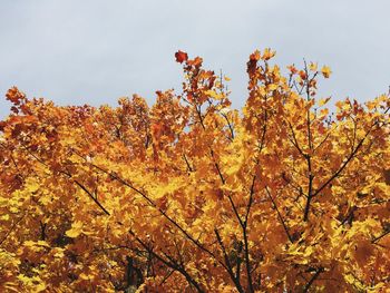 Low angle view of autumn trees